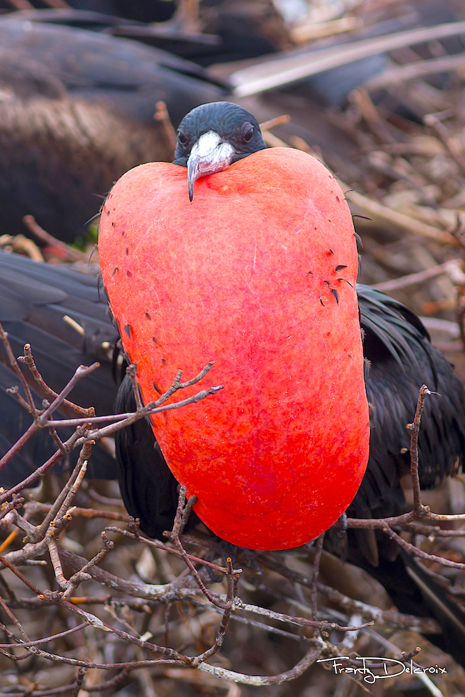 Magnificent Frigatebirds, Barbuda (Frantz Delcroix & Eric Delcroix)