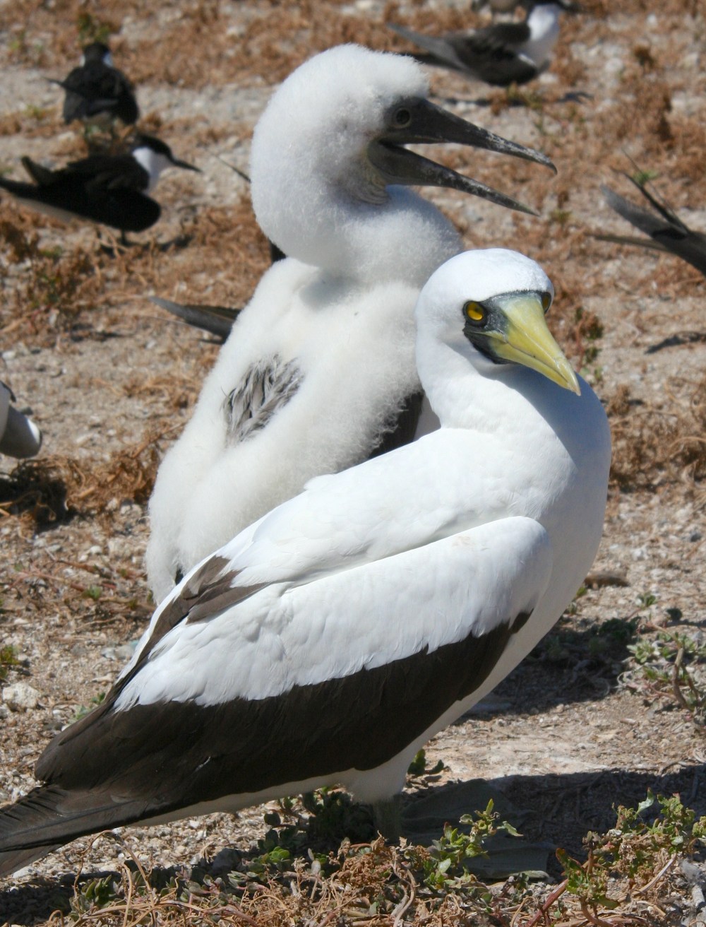 Masked Booby (Duncan Wright wiki)