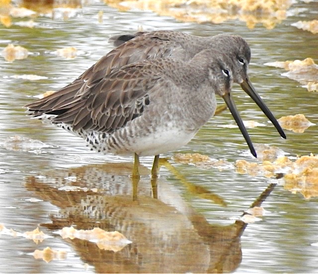 Short-billed Dowitcher Bahamas (Erika Gates)