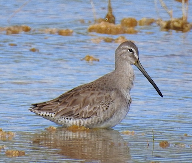 Short-billed Dowitcher Bahamas (Erika Gates)