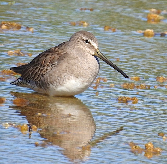 Short-billed Dowitcher Bahamas (Erika Gates)