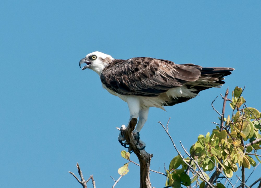 Osprey, Abaco Bahamas (Tom Sheley)