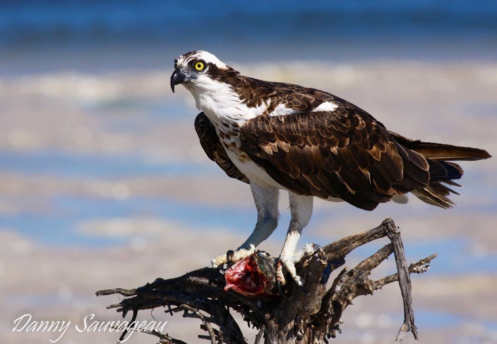 Osprey P.h. Carolinensis, Florida (Danny Sauvageau)