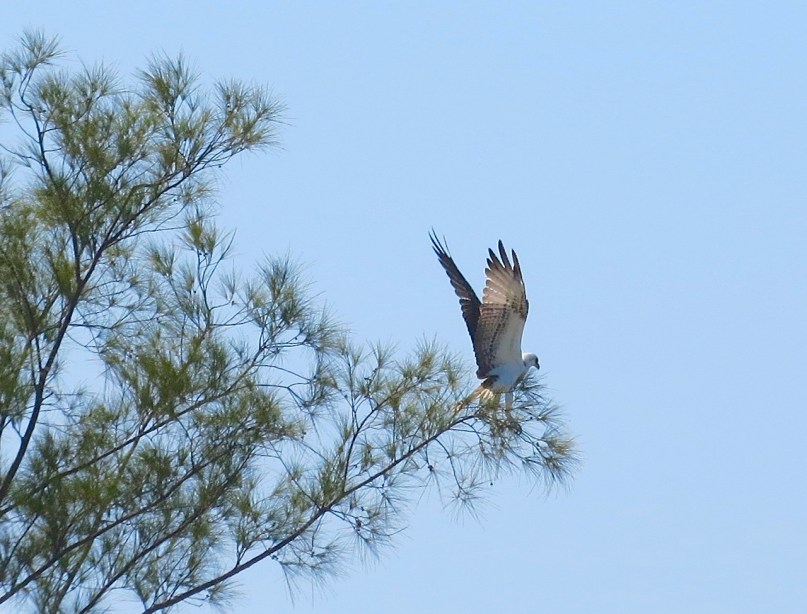 Osprey P.h. ridgwayi, Abaco Marls (Keith Salvesen)