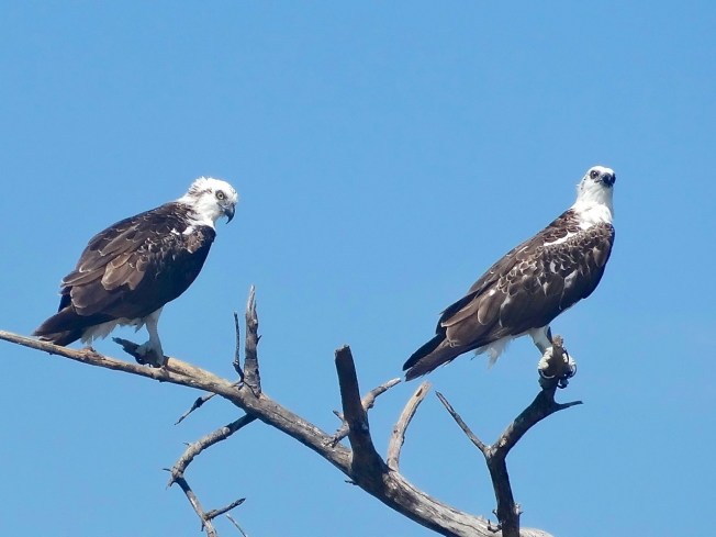 Osprey P.h. ridgwayi, Abaco (Jim Todd)
