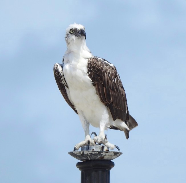 Osprey P.h. ridgwayi, Grand Bahama (Linda Barry Cooper)