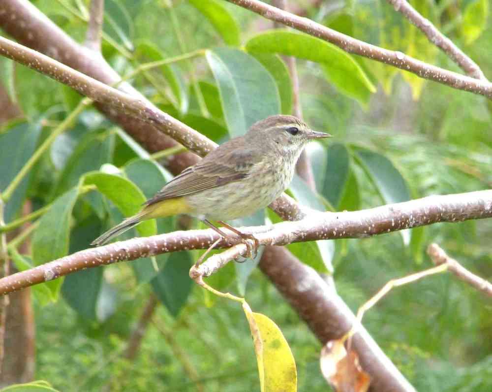  Palm Warbler, Abaco Bahamas (Keith Salvesen)