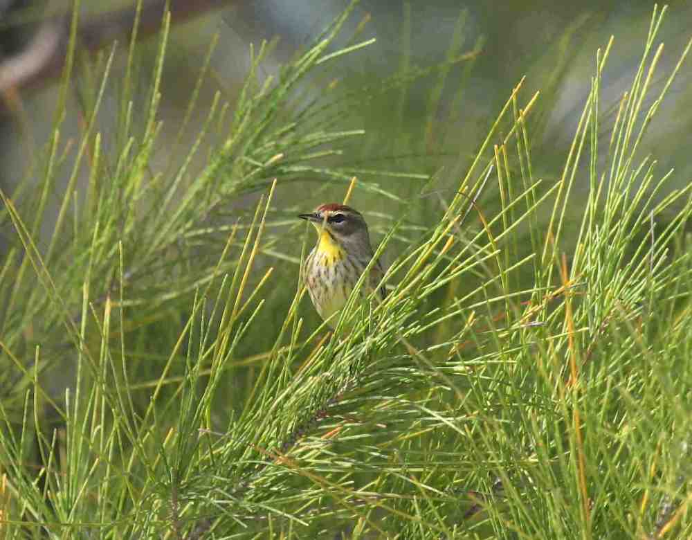 Palm Warbler, Abaco Bahamas (Peter Mantle)