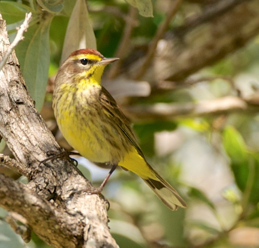 Palm Warbler, Abaco Bahamas (Nina Henry)