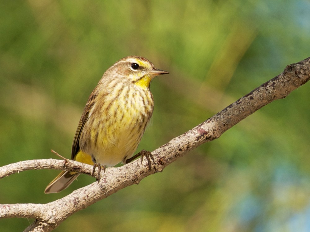 Palm Warbler, Abaco Bahamas (Nina Henry)
