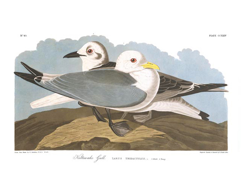 Black-legged Kittiwake (Audubon)