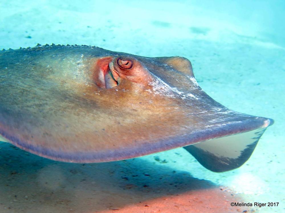 Southern Stingrays, Bahamas (Melinda Riger / Grand Bahama Scuba)