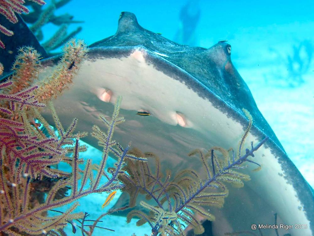 Southern Stingrays, Bahamas (Melinda Riger / Grand Bahama Scuba)