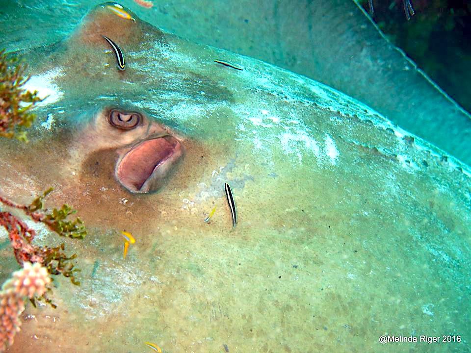 Southern Stingrays, Bahamas (Melinda Riger / Grand Bahama Scuba)