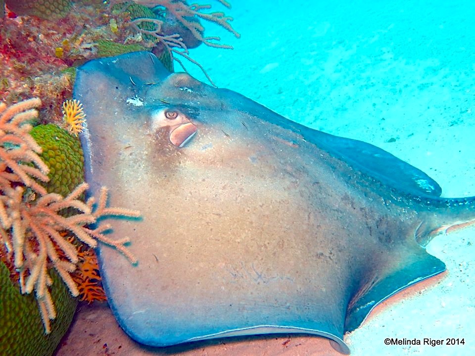 Southern Stingrays, Bahamas (Melinda Riger / Grand Bahama Scuba)