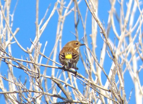 Yellow-rumped Warbler, Abaco, Bahamas (Keith Salvesen)