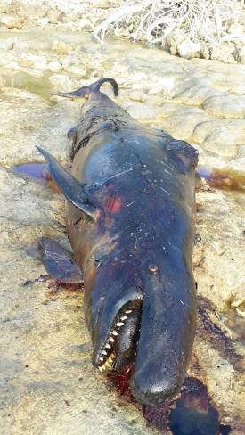 False Killer Whale, Abaco Bahamas (BMMRO)