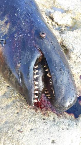 False Killer Whale, Abaco Bahamas (BMMRO)