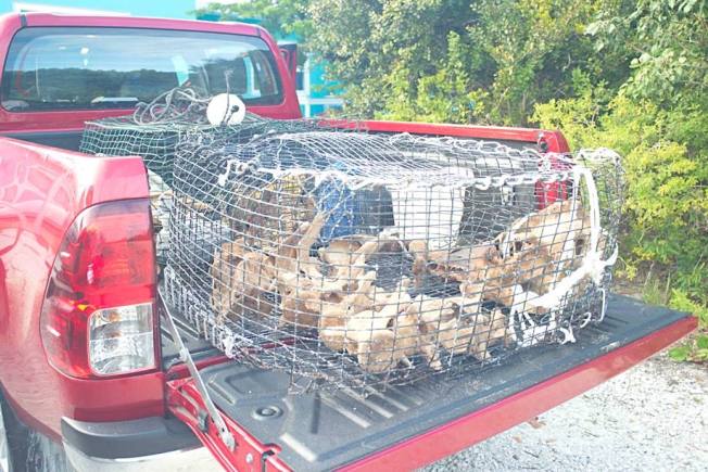 False Killer Whale bones, Abaco Bahamas (BMMRO)