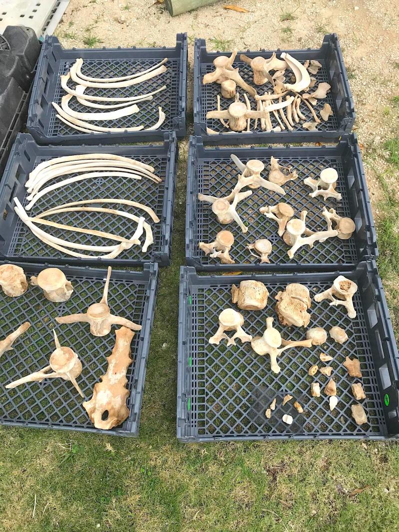 False Killer Whale bones, Abaco Bahamas (BMMRO)