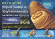 Cookiecutter Shark Life Cycle Understanding Cookiecutter Sharks
