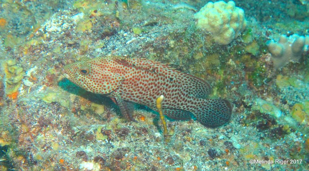Graysby (grouper) - Melinda Riger / Grand Bahama Scuba