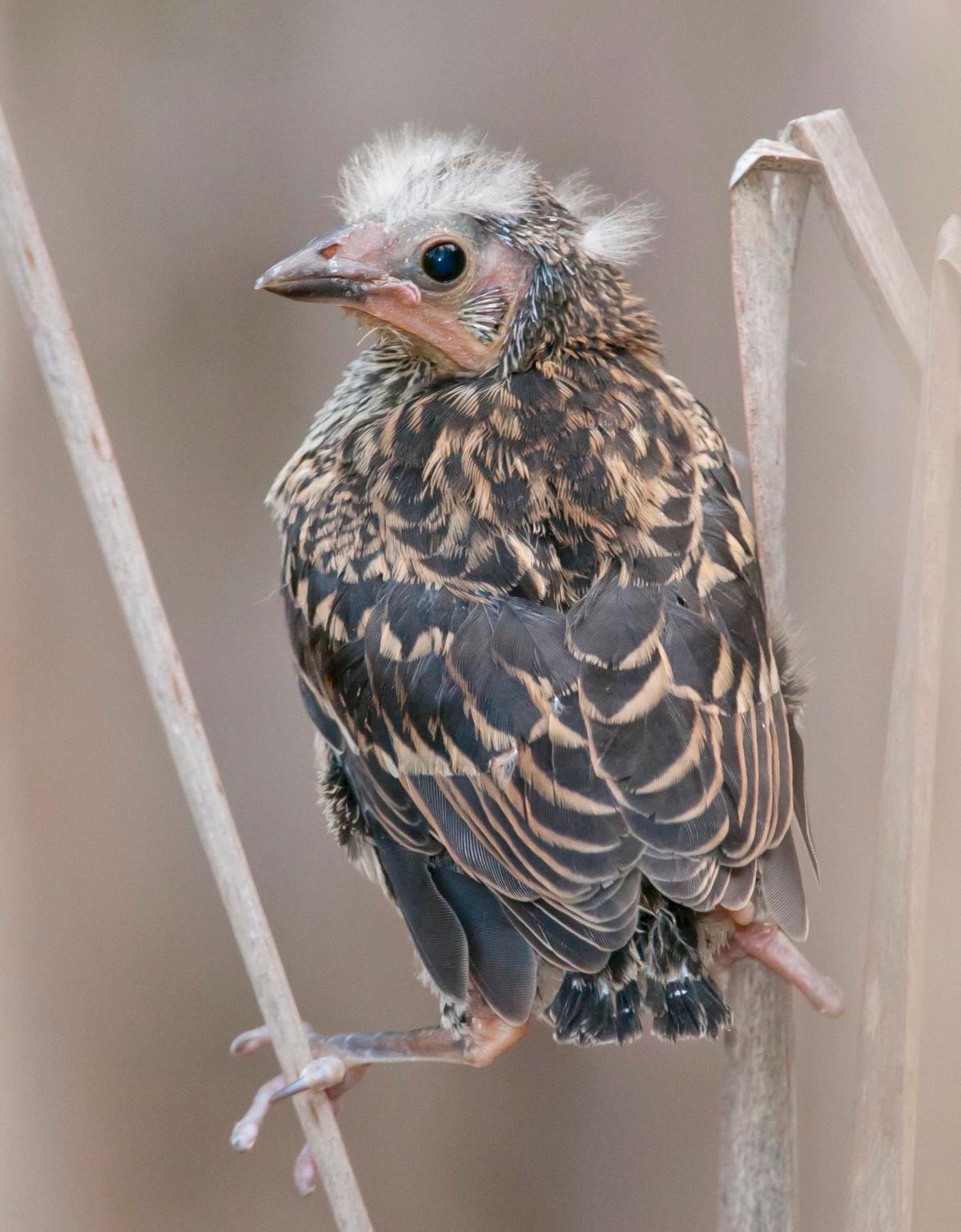 Red-winged Blackbird, Abaco (Tom Sheley))