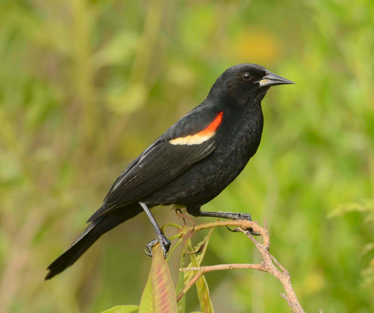 Red-winged Blackbird, Abaco (Tom Sheley)