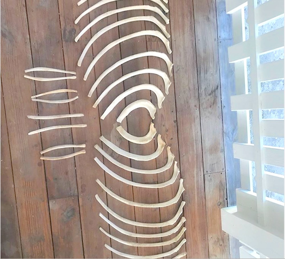 False Killer Whale bones, Abaco Bahamas (BMMRO)