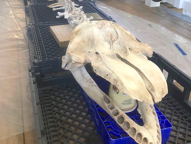 False Killer Whale skull, Abaco Bahamas (BMMRO)