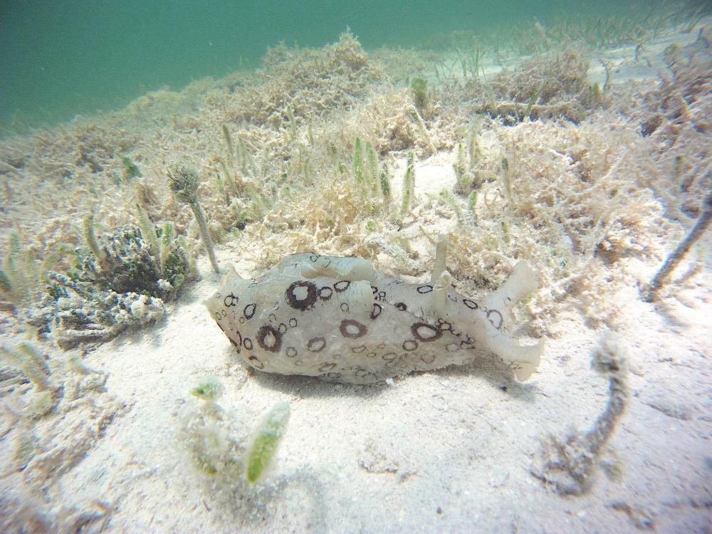 Sea Hare - Adam Rees / Scuba Works