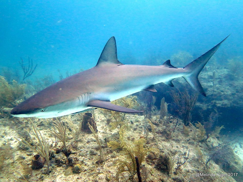 Sharks in the Bahamas (Melinda Riger / Grand Bahama Scuba)