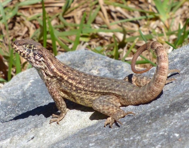 Curly-tailed Lizard, Abaco Bahamas (Keith Salvesen)
