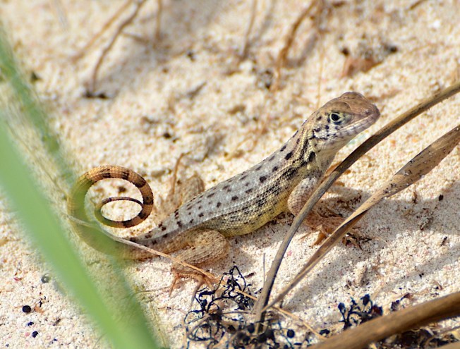 Curly-tailed Lizard, Abaco Bahamas (Charles Skinner)