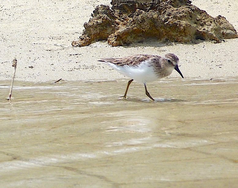 Least Sandpipers Calidris minutilla, Abaco Bahamas (©Keith Salvesen)