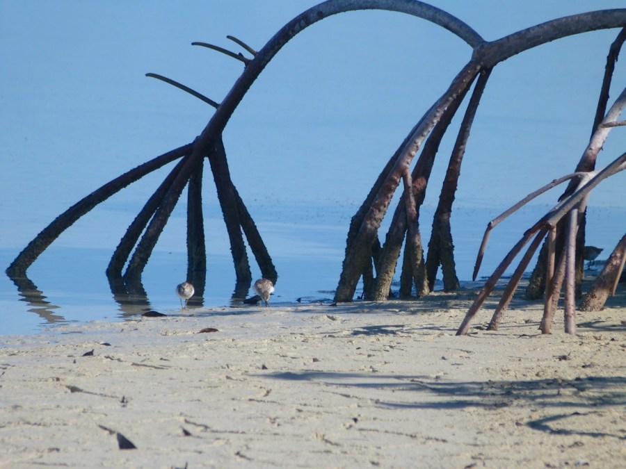 Least Sandpipers Calidris minutilla, Abaco Bahamas (©Keith Salvesen)