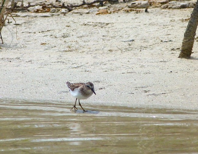 Least Sandpipers Calidris minutilla, Abaco Bahamas (©Keith Salvesen)
