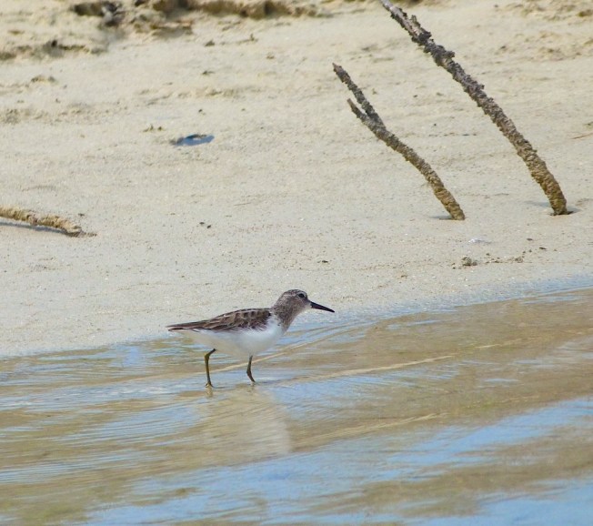 Least Sandpipers Calidris minutilla, Abaco Bahamas (©Keith Salvesen)