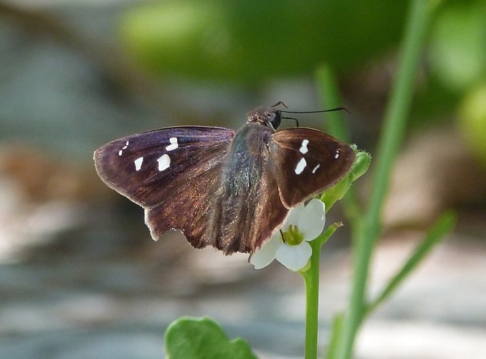 Hammock Skipper - Polygonus leo, Abaco Bahamas (©Keith Salvesen)
