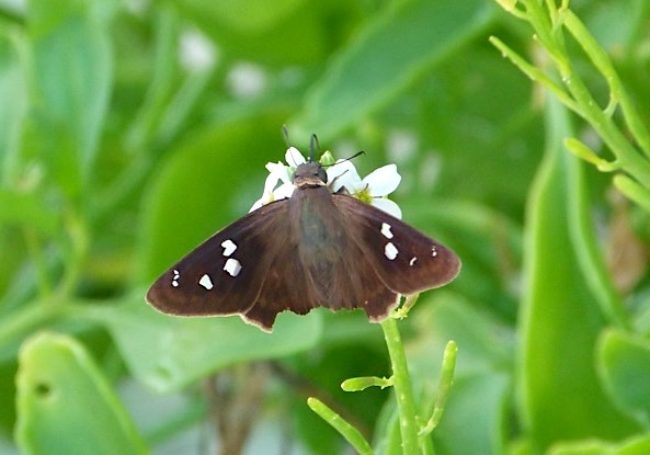 Northern Cloudywing, Abaco Bahamas (©Keith Salvesen)
