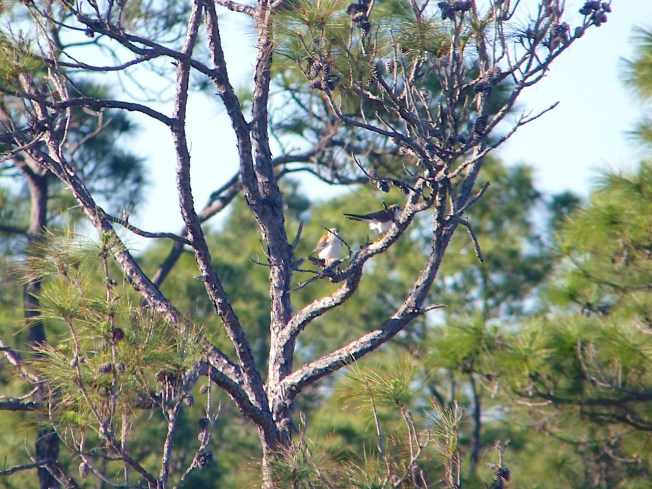 American Kestrels mating, Abaco Bahamas (Rolling Harbour)