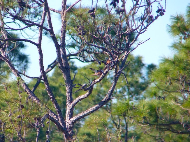 American Kestrels mating, Abaco Bahamas (Rolling Harbour)