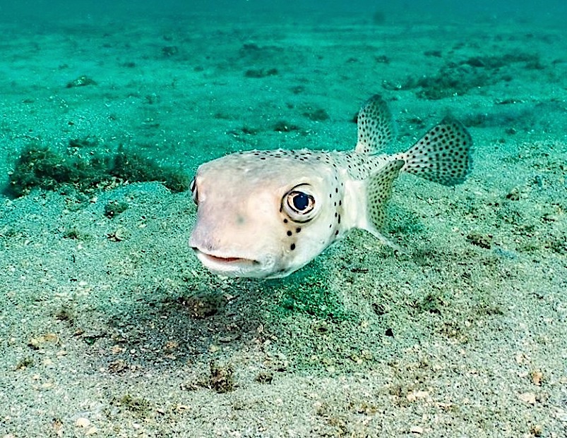 Porcupinefish, Bahamas (Adam Rees / Scuba Works)