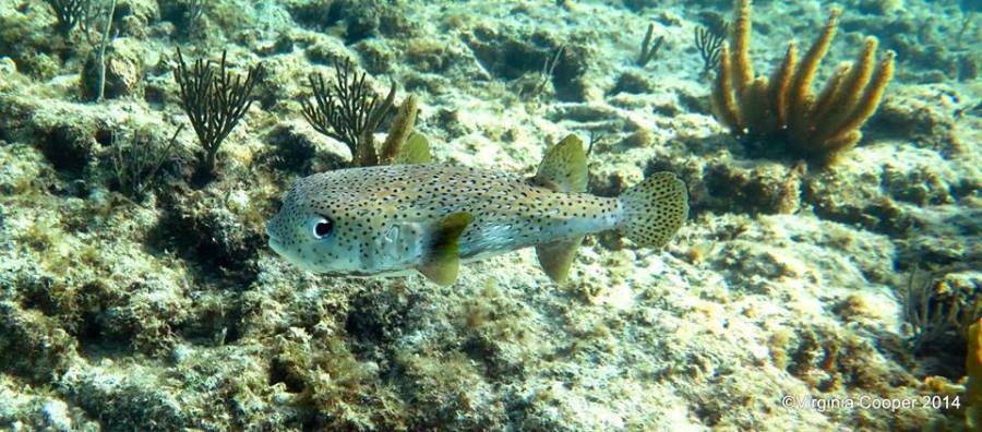 Porcupinefish, Bahamas (©Virginia Cooper / Grand Bahama Scuba)