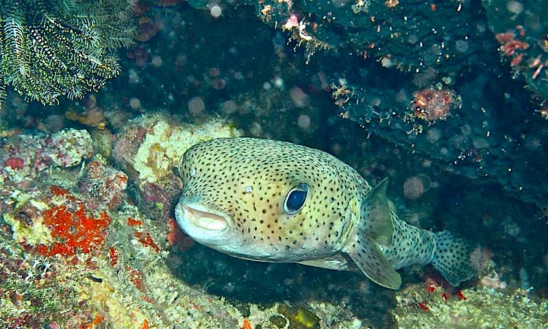 Porcupinefish, Bahamas (Bernard Dupont wiki)