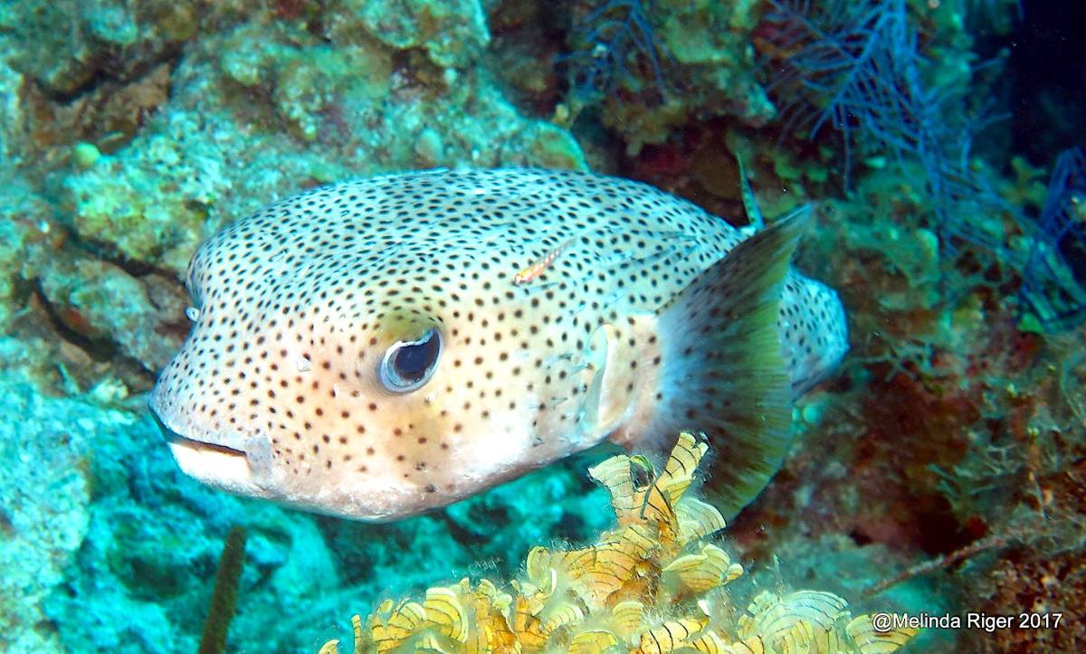 Porcupinefish, Bahamas (©Melinda Riger / Grand Bahama Scuba)