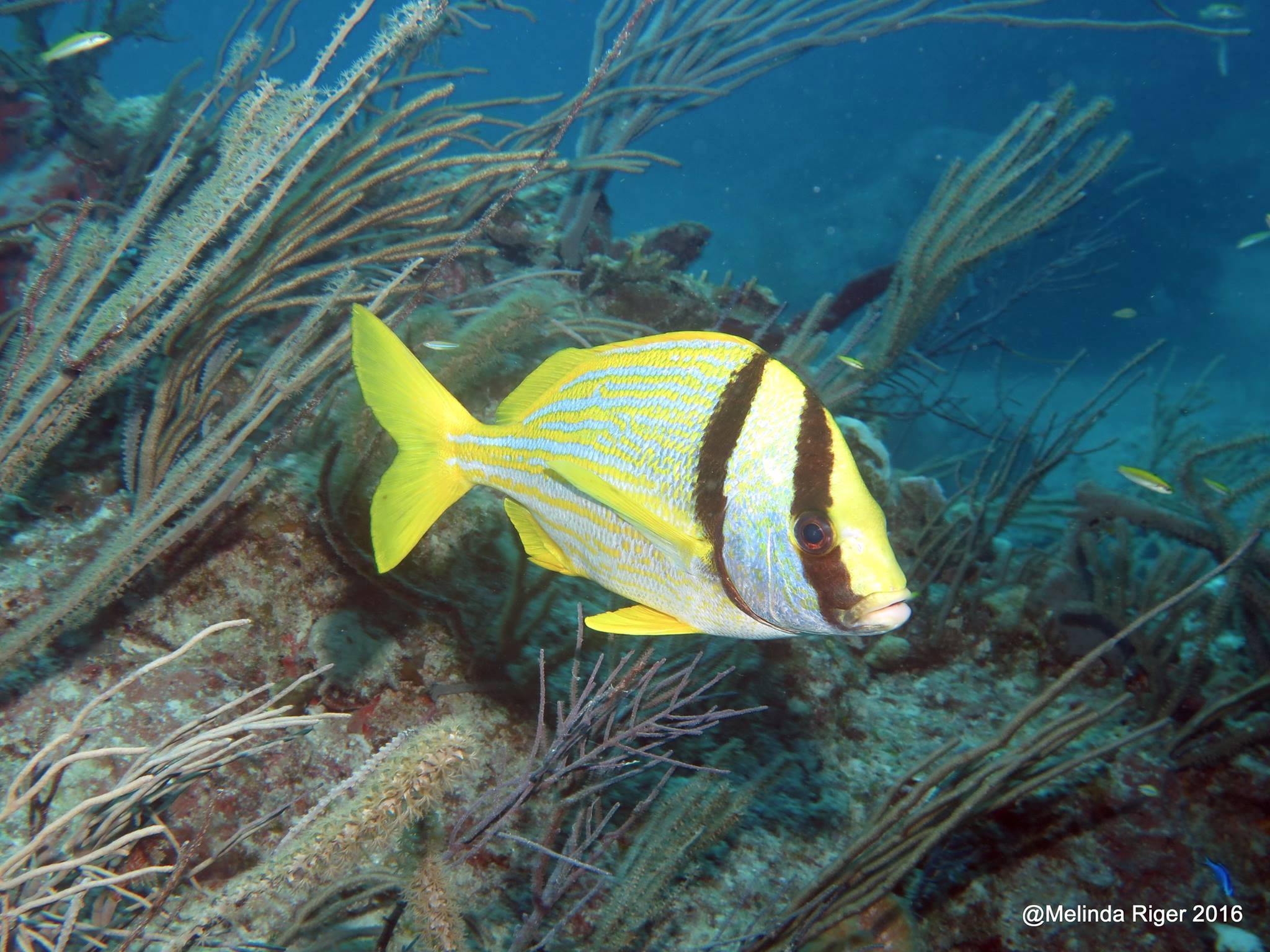 Porkfish (Grunt), Bahamas - Melinda Riger / Grand Bahama Scuba