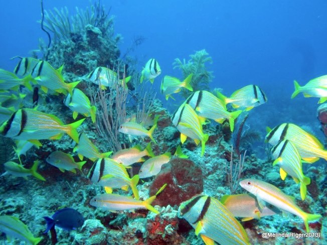 Porkfish (Grunt), Bahamas - Melinda Riger / Grand Bahama Scuba