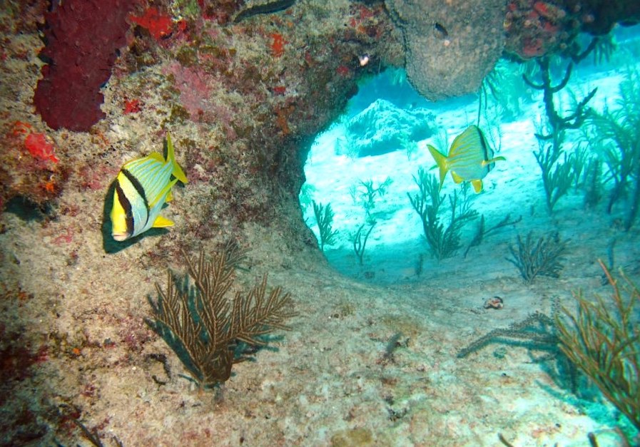 Porkfish (Grunt), Bahamas - Melinda Riger / Grand Bahama Scuba