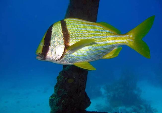 Porkfish (Grunt), Bahamas - Melinda Riger / Grand Bahama Scuba